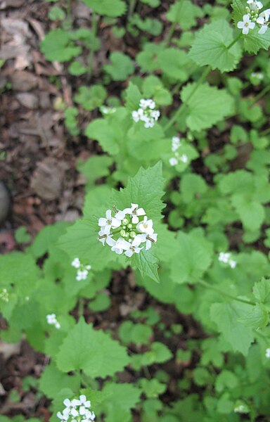 File:Alliaria petiolata 15-p.bot-allia.offi-12.jpg