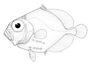 <span class="mw-page-title-main">Warty oreo</span> Species of fish