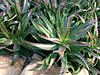 Aloe dorotheae.jpg