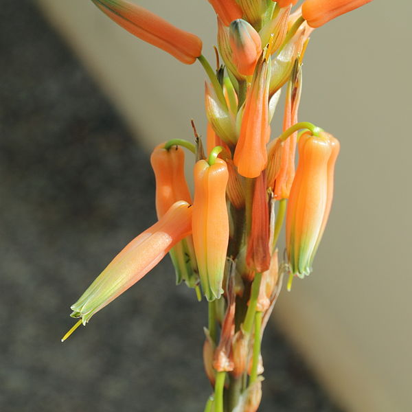 File:Aloe glauca-IMG 0514.jpg