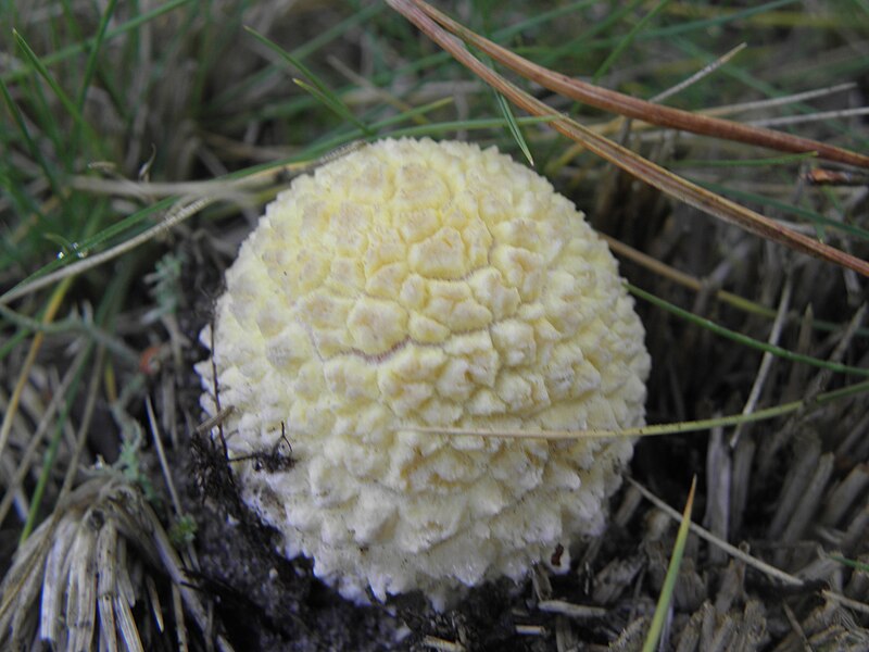 File:Amanita muscaria R.H. (19).jpg