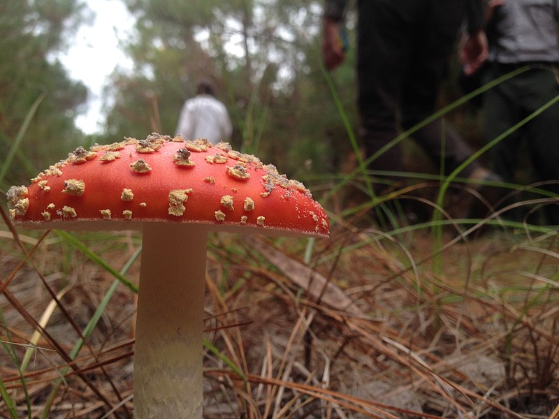 File:Amanita species, possibly muscaria (5db06251-99cf-4537-8aa5-6edc29fb0090).JPG