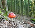 Amanite tue-mouches, forêt de sapins.jpg