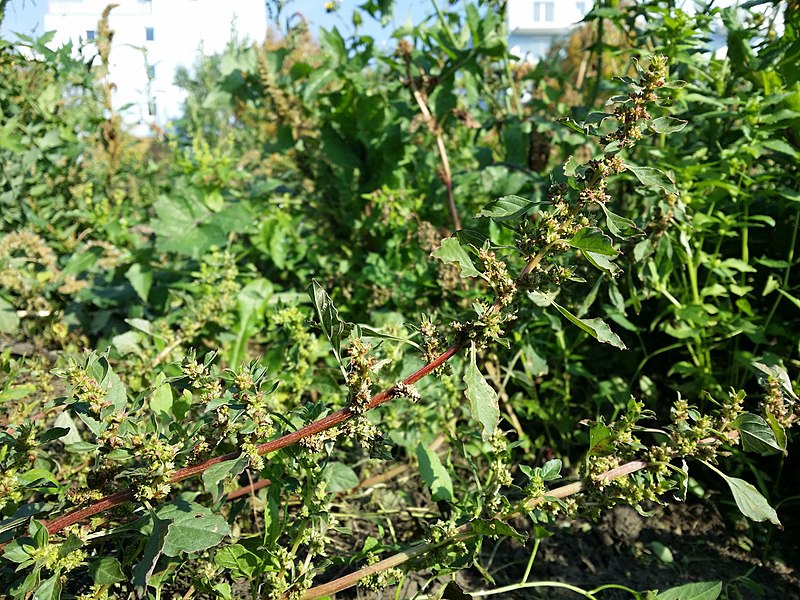 File:Amaranthus graecizans sl28.jpg