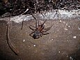 Weibchen der Fensterspinne beim Netzbau