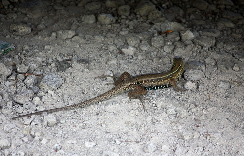 File:Ameiva fuscata at Roseau-b02.jpg