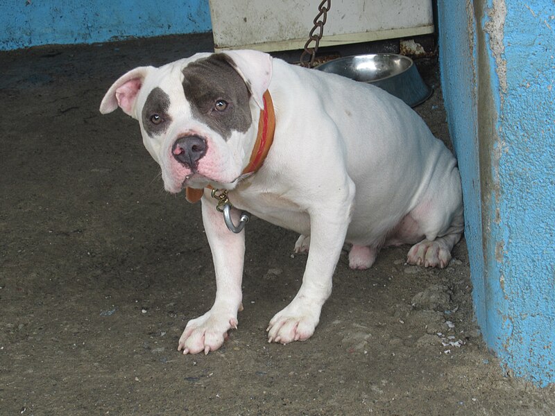 File:American Bulldog 43.jpg