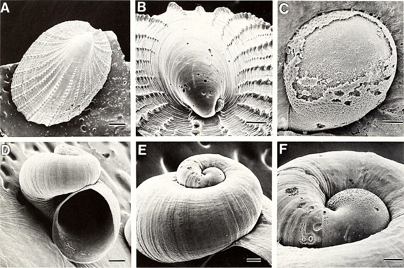 File:American malacological bulletin (1986) (17969983099).jpg