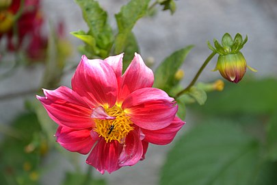 Anemone - flower of love. Photographer: C. Leuwe