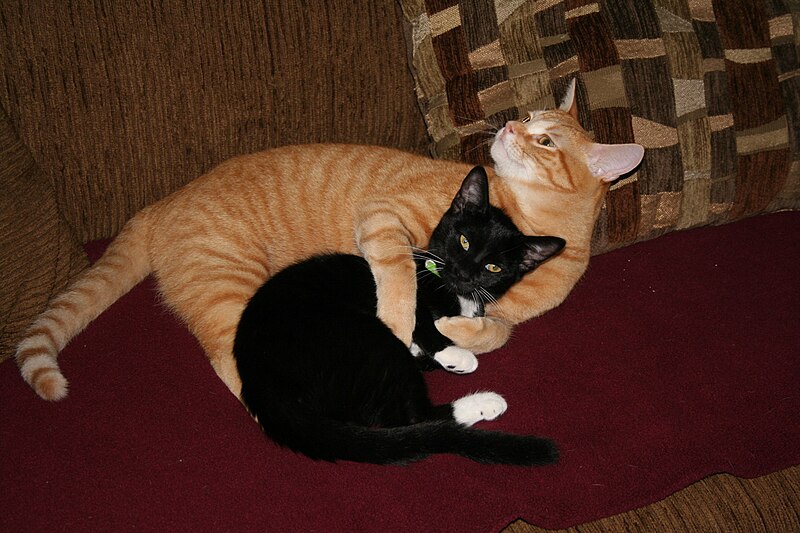 File:An orange tabby cat snuggling with a tuxedo kitten.jpg