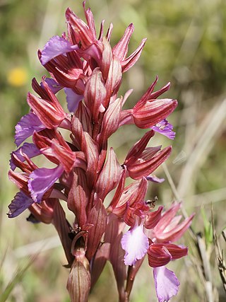 <i>Anacamptis papilionacea</i> Species of flowering plant in the orchid family Orchidaceae