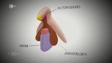 Archivo: Anatomía del clítoris.webm