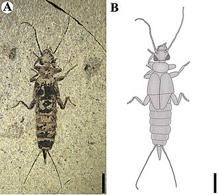 <span class="mw-page-title-main">Protodiplatyidae</span> Extinct family of earwigs