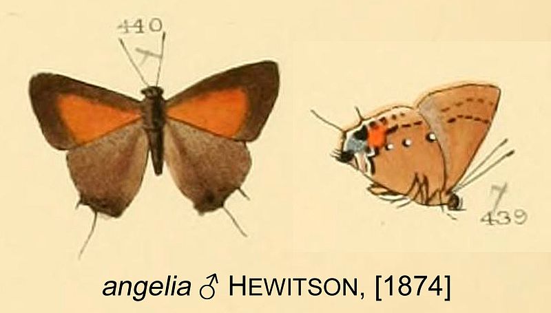 File:AngeliaHewitson1874OD.jpg