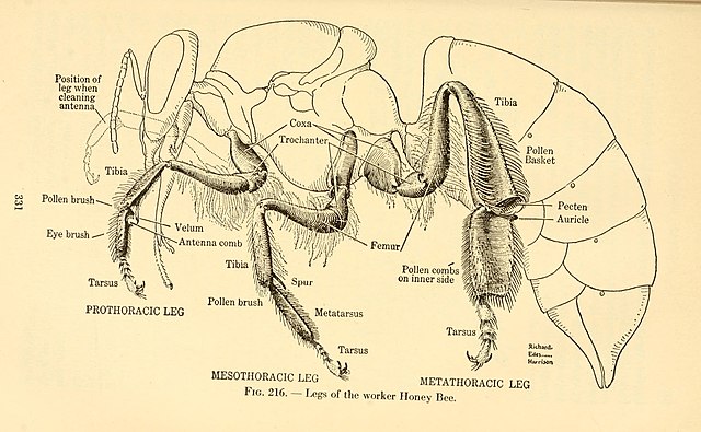 File:Animal biology (1938) (18197356365).jpg - Wikimedia Commons
