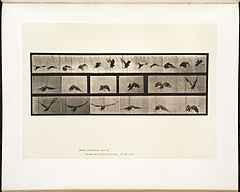Animal locomotion. Plate 768 (Boston Public Library).jpg