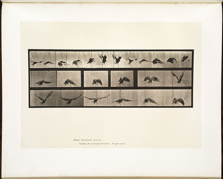 File:Animal locomotion. Plate 768 (Boston Public Library).jpg