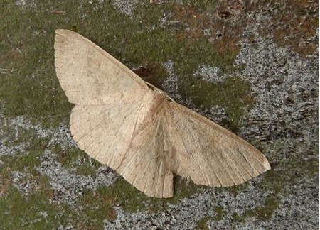 Cyclophora obstataria