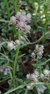 <i>Antennaria neglecta</i> Species of flowering plant