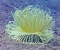 * Nomination Corkscrew tentacle sea anemone (Macrodactyla doreensis), Anilao, Philippines --Poco a poco 09:15, 29 June 2024 (UTC) * Promotion  Support Good quality.--Tournasol7 10:16, 29 June 2024 (UTC)