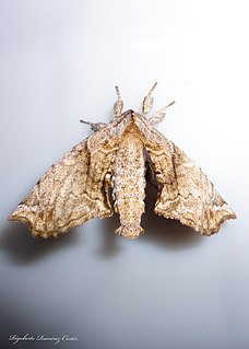 <i>Apatelodes heptaloba</i> Species of moth
