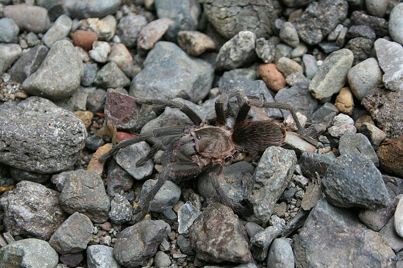 File:Aphonopelma crinirufum.jpg