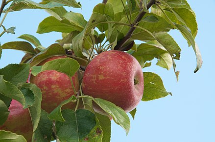 Fresh Zestar apples in a basket