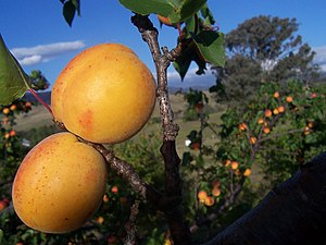 Prunus armeniaca - Wikipedia