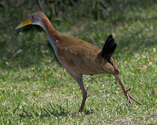 Giant wood rail Species of bird