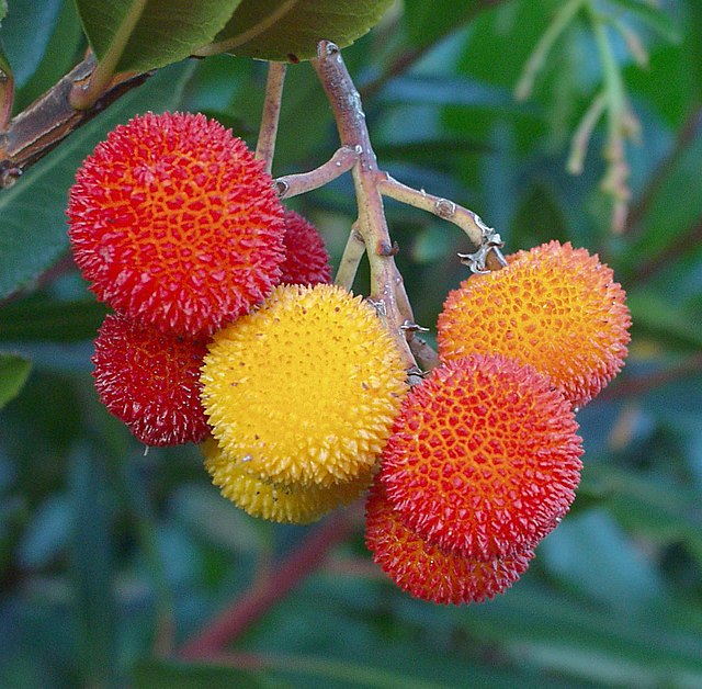 Attractive Shrubs and Trees with White Fruits and Berries