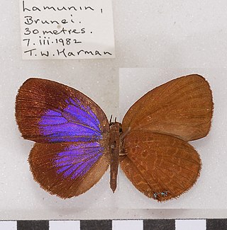 <i>Arhopala alica</i> Species of butterfly