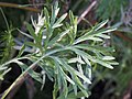 Artemisia absinthium, Bylica piołun, 2020-07-22