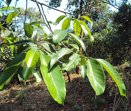 Artocarpus gomezianus