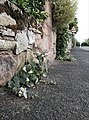 Asarina procumbens growing between wall and tarmac.jpg