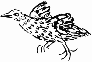 <span class="mw-page-title-main">Ascension crake</span> Extinct species of bird