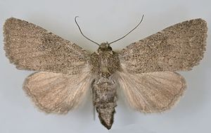 Aseptis ethnica female.jpg