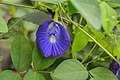 * Nomination Asian pigeonwings or Aparajita (Clitoria ternatea). --Syed07 15:44, 8 November 2018 (UTC) * Decline  Oppose Insufficient quality. Unsharp and grainy. --Basotxerri 09:04, 10 November 2018 (UTC)