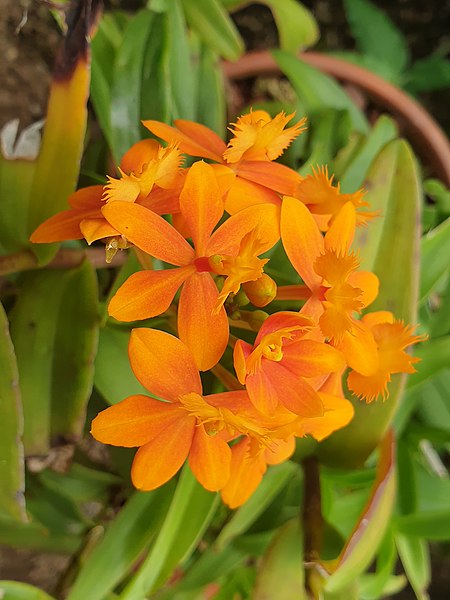 File:Asparagales - Guarianthe aurantiaca - 2.jpg