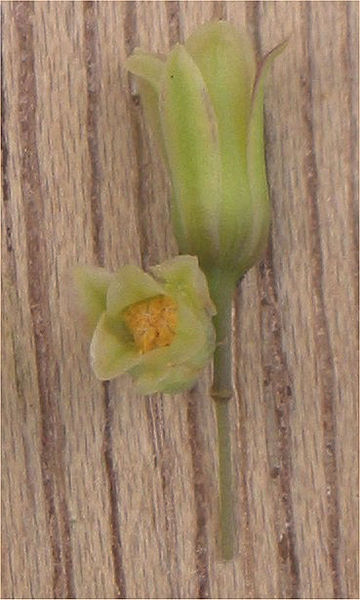 File:Asperge bloem Asparagus officinalis.jpg