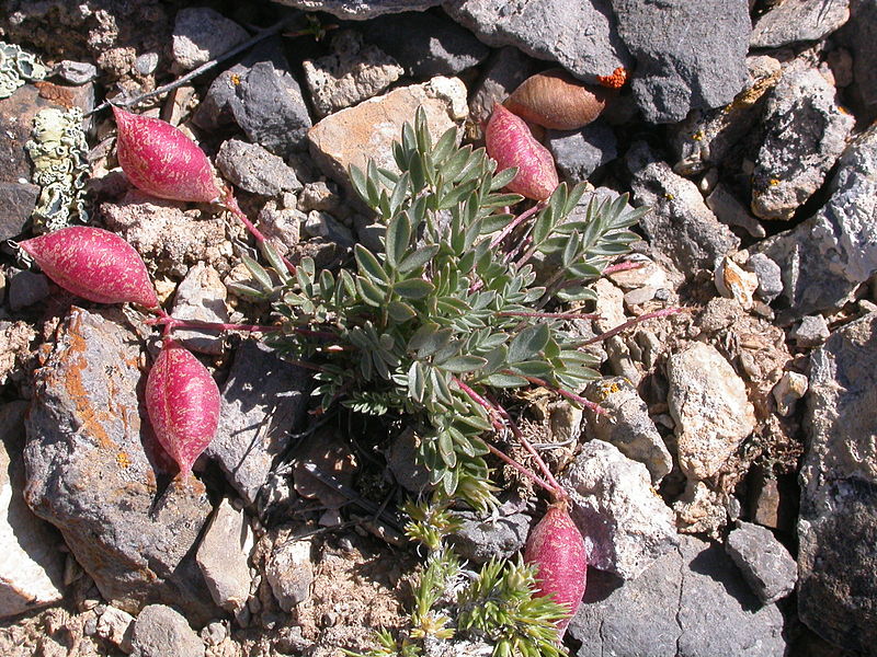 File:Astragalus platytropis (3848705137).jpg