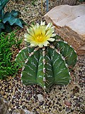 Astrophytum ornatum 001.JPG