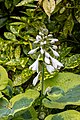 * Nomination Variegated hosta at Chester Zoo --Mike Peel 07:36, 19 January 2024 (UTC) * Promotion  Support Good quality. --Robert Flogaus-Faust 14:46, 19 January 2024 (UTC)