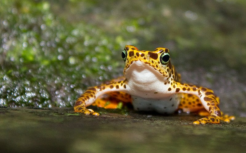 File:Atelopus certus.jpg