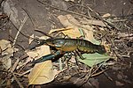 Thumbnail for File:Australian red claw crayfish (Cherax quadricarinatus).jpg