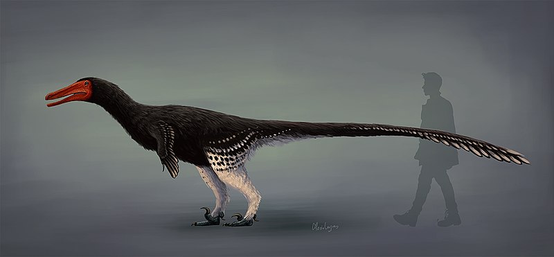 File:Austroraptor reconstrucción 2020.jpg