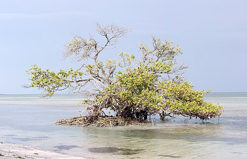 Море корень. Avicennia germinans. Авиценния блестящая. Avicennia мангры. Авиценния морская.