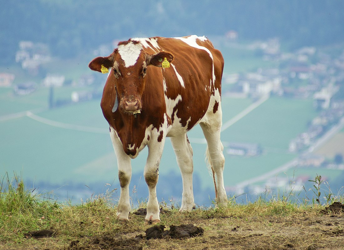 Ayrshire (raza bovina)