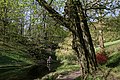 Baden-Baden-Carpinus betulus-08-Hainbuche-Ententeich-Stamm-2012-gje.jpg