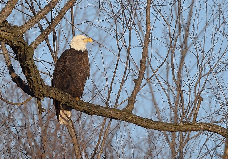 File:Bald Eagle (31446429584).jpg