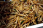 Bamboo worms food.jpg